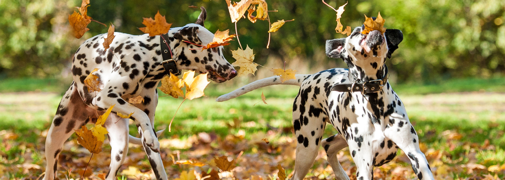 Home Tiernahrung Deuerer GmbH