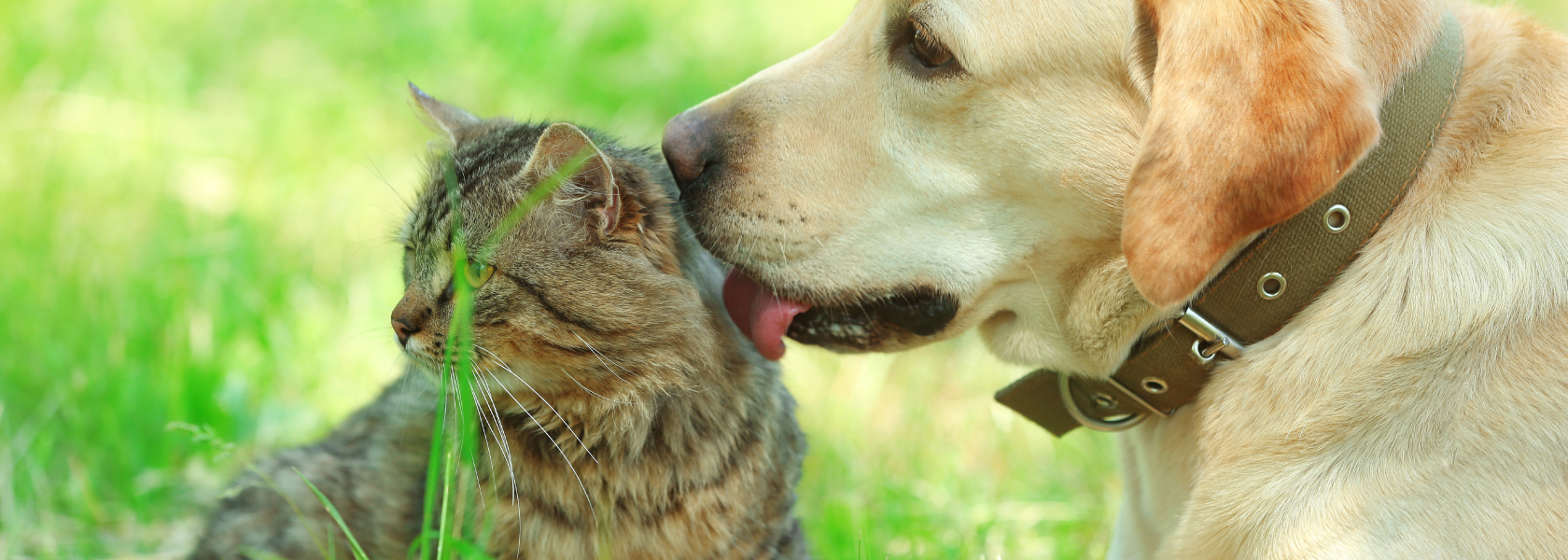 Home_en Tiernahrung Deuerer GmbH